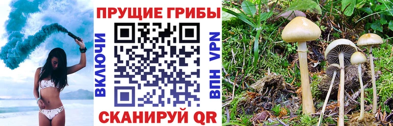 Псилоцибиновые грибы мицелий  Курган 